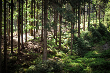 PINE FOREST © ewa