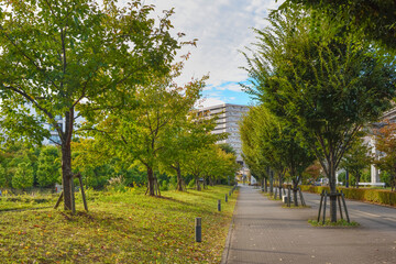 秋の並木道　街並み
