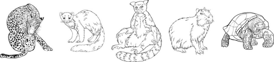 Set of wild animals. Panther, turtle, wombat, marten, lemur. Black and white hand-drawn vector. For illustrations, coloring books and your design.