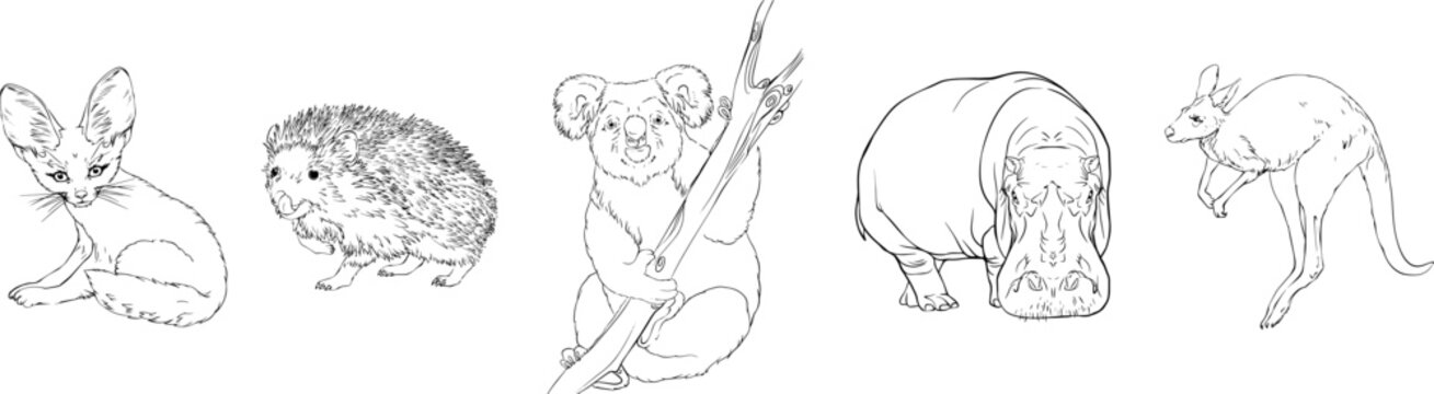 Set of wild animals. Hedgehog, koala, hippo, kangaroo, fenek. Black and white hand-drawn vector. For illustrations, coloring books and your design.
