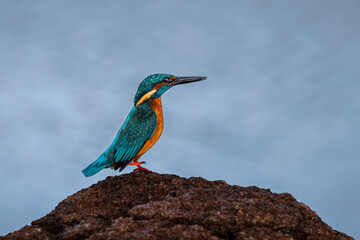 Common kingfisher (Alcedo atthis).