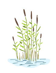 Simple color vector drawing. Reeds in the water, vegetation, lake and swamp. Nature and landscape.
