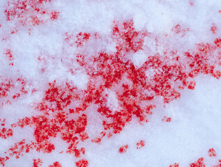 Red blood on white snow