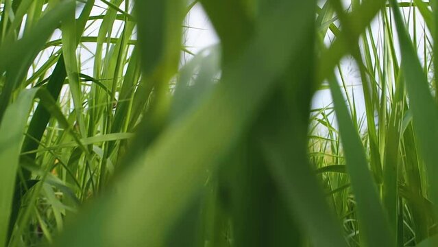 Movement through the green grass. The camera moves in a dense herbage through plants close-up, low viewing angle