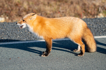 A cute young wild true red fox, Vulpes Vulpes, standing on all four paws attentively staring ahead as it hunts. It has a sharp piercing stare, orange soft fluffy fur, pointy ears, and a long red tail.