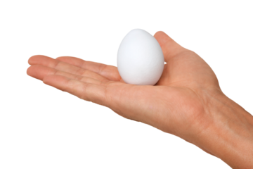 Gesture series: hand holding a chicken egg.
