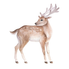 Watercolor illustration of a cartoon deer, isolated