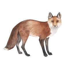 Watercolor illustration of a cartoon fox, isolated