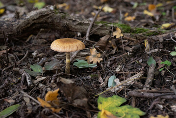 Big mushroom in the forest