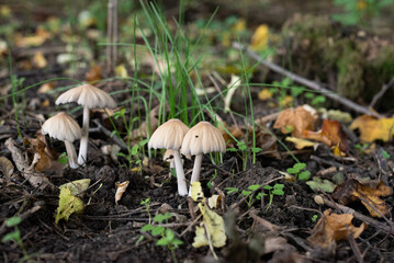 Umbrella shape mushrooms in the forest