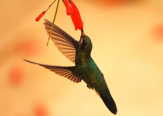 hummingbird and flower © Paula