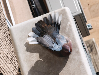 k&uuml;&ccedil;&uuml;k kumru