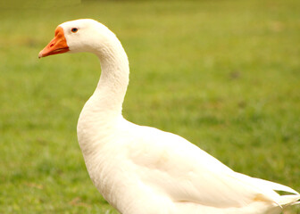 white goose on a green grass