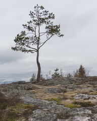 Fototapeta na wymiar lonely pine tree on mountain