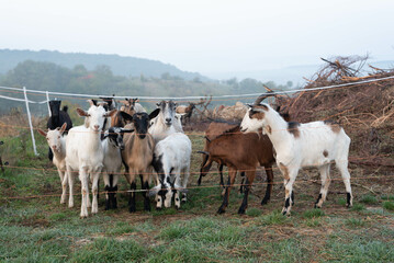 Group of goats in a foggy morning