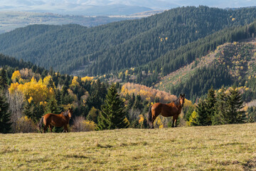 Brown horse grazing in a picturesque mountain field