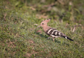 Eurasian hoopoe.hoopoe is an exotic looking bird that is the size of a mistle thrush.