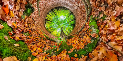 Autumn forest tiny planet abstract
