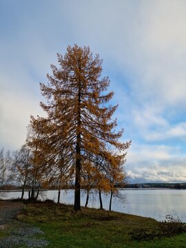 tree on the lake
