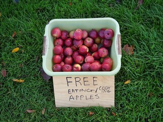 Fresh homegrown apples offered free of charge from above