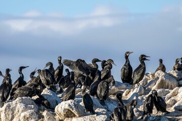 Isolated shot of Brandt's cormorants birds near Point Lobos state park in California