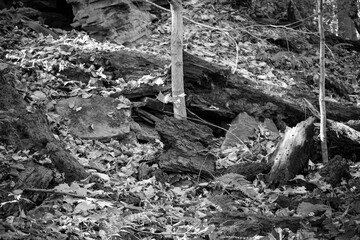 Nature in Monochrome