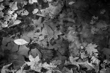 Nature in Monochrome