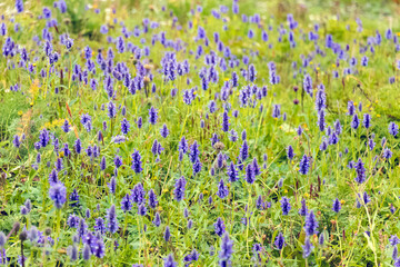 Beautiful violet color blooming lupine flowers on green blurred background. Spring and summer flowers.