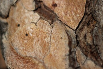 bark on a pine trunk close-up texture