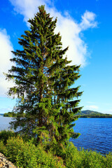 The shore of the lake