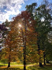 Naklejka premium Autumn forest and colourful trees in the park. Colourful leaves on trees and on the ground. Bench in the park in trees. Red, orange and yellow leaves and trees. Sunny day walking in the park. 