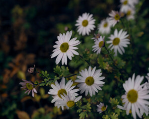 white daisies in a garden