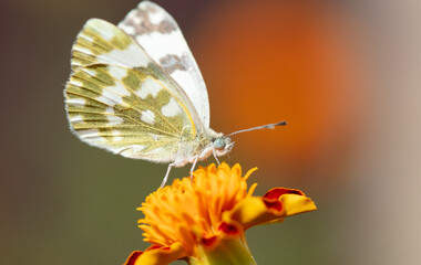 Butterfly on an orange flower.