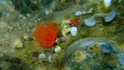 Polychaeta Smooth tubeworm or red-spotted horseshoe (Protula tubularia) undersea, Aegean Sea, Greece, Halkidiki
