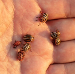 Colorado potato beetles on hand.