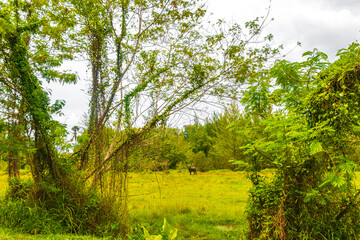 Beautiful natural landscape and tropical forest Phuket island Thailand.
