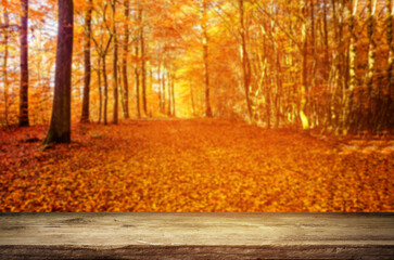 Autumn background and trees at falling season