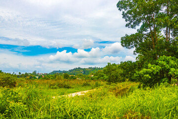 Beautiful natural landscape and tropical forest Phuket island Thailand.