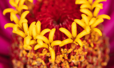 Yellow pollen on a flower as a background.