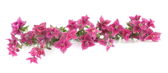 Salvia horminum flowers isolated on white background. Pink Salvia horminum, Pink Sunday, Annual Sage.