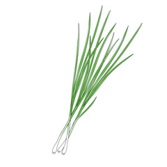 bunch of green young onion in cartoon style, colored green young onion isolated on white background