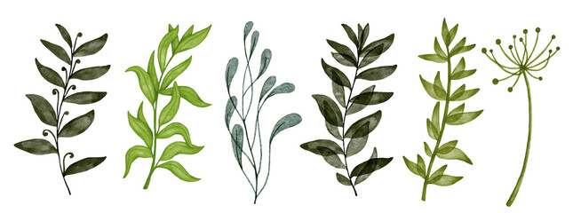 Collection of watercolor plants, wild herbs and leaves.