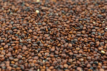 Side view of a portion of red quinoa illuminated with natural lighting.