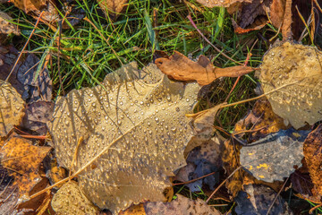 Fallen brown oak leaf on wet grass with dewdrops, daytime, nobody