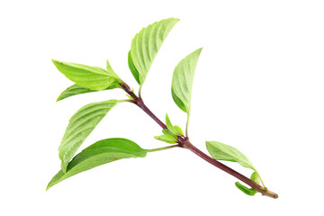 Obraz premium Basil leaf isolated on white blackground.