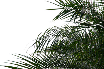 Fototapeta premium Plam tree or coconut isolated on white background.