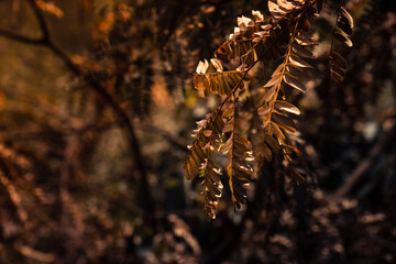 land and dry leaf on crack ground , crisis of water in the world.