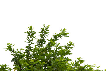Green leaf or branch isolated on white background.
