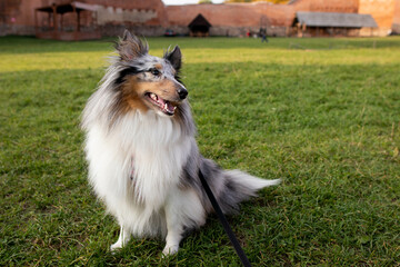 Happy sheltie sheepdog 