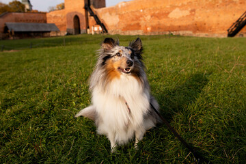 Happy sheltie sheepdog 
